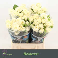 Rosa Spray Belarus+ 45cm 2+