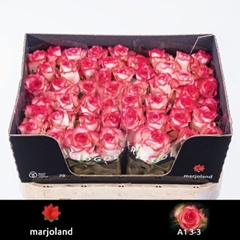 Rosa Jumilia 70cm