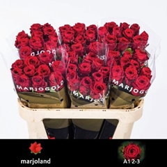 Rosa Red Naomi! 70cm