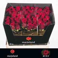 Rosa Red Naomi! 60cm