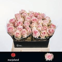 Rosa Sweet Dolomiti@ 40cm