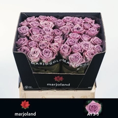 Rosa Nayeli! 60cm