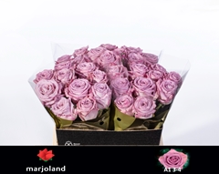 Rosa Nayeli! 40cm