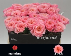Rosa Mayfield! 55cm