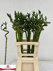 Dracaena Lucky Bamboo 70cm Spiral