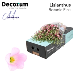 Eustoma Single Botanic Pink 70cm