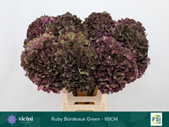 Hydrangea Rubyred 60cm 17-19cm Hd
