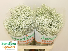 Gypsophila Paniculata Xlence 80cm 40gr.