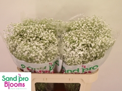 Gypsophila Paniculata Xlence 70cm 25gr.
