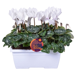 Cyclamen Super Serie Allure 25Ø 30cm