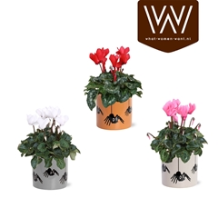 Cyclamen Super Serie Allure 12Ø 30cm