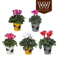Cyclamen Super Serie Allure 12Ø 30cm