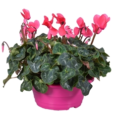 Cyclamen Super Serie Allure 23Ø 30cm