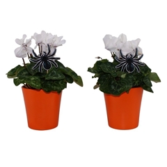 Cyclamen Super Serie Allure 14Ø 30cm