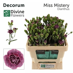 Dianthus Spray Miss Mistery 60cm