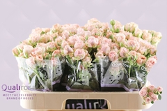 Rosa Spray Bombastic 60cm 4+