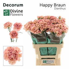 Dianthus Single Happy Braun 60cm