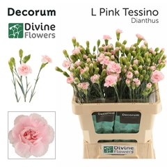 Dianthus Spray Light Pink Tessino 60cm