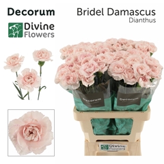 Dianthus Single Bridal Damascus 60cm