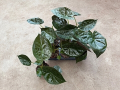 Alocasia Wentii 12Ø 15cm