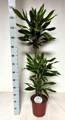 Dracaena Gold Coast 24Ø 135cm