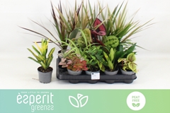 Houseplants Mix 8Ø 10cm