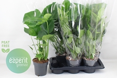 Monstera Deliciosa 17Ø 72cm
