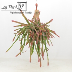 Lepismium Cruciforme 21Ø 40cm