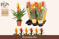 Bromelia Mix 12Ø 50cm