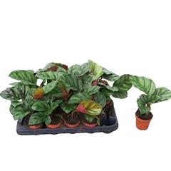 Calathea Fasciata 7Ø 20cm
