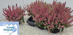 Calluna Vulgaris Garden Girls Nexxt Mix 14Ø 25cm