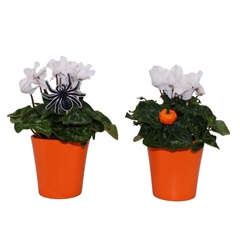 Cyclamen Super Serie Allure 14Ø 30cm