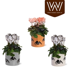 Cyclamen Super Serie Allure 12Ø 30cm