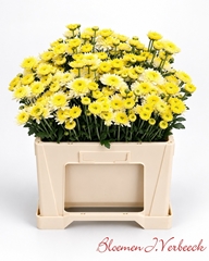 Chrysanth Spray Blenda White 50cm 50gr.