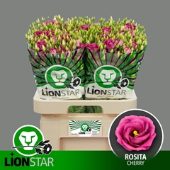 Eustoma Double Rosita Cherry 70cm
