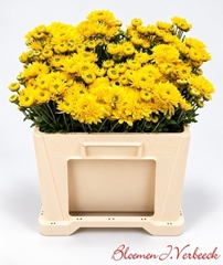 Chrysanth Spray Blenda Yellow 50cm 50gr.