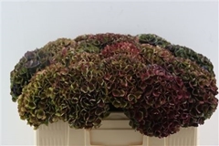 Hydrangea Charlotte 55cm 13-15cm Hd