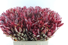 Leucadendron Jester 60cm