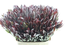 Leucadendron Safari Sunset 80cm