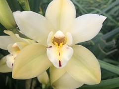 Cymbidium Mini Paddy 30cm