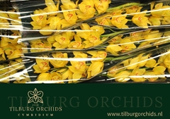 Cymbidium Golden Treasure 60cm