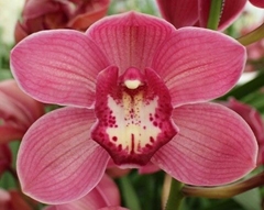 Cymbidium Red Dream 60cm
