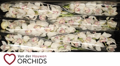 Cymbidium Mrs. Sugar Lee 80cm
