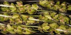 Cymbidium Mrs. Robin Hood 80cm