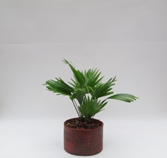 Livistona Rotundifolia 20Ø 45cm
