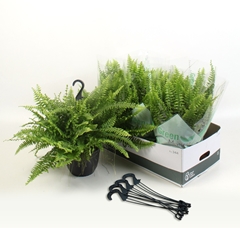 Nephrolepis Green Moment 19Ø 60cm