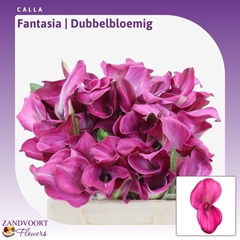 Zantedeschia Fantasia 40cm Twisted