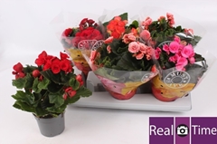 Begonia Double Mix 13Ø 30cm