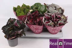 Begonia Leaf Beleaf Mix 13Ø 25cm