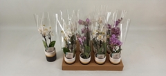 Phalaenopsis Mini 6Ø 20cm 2st